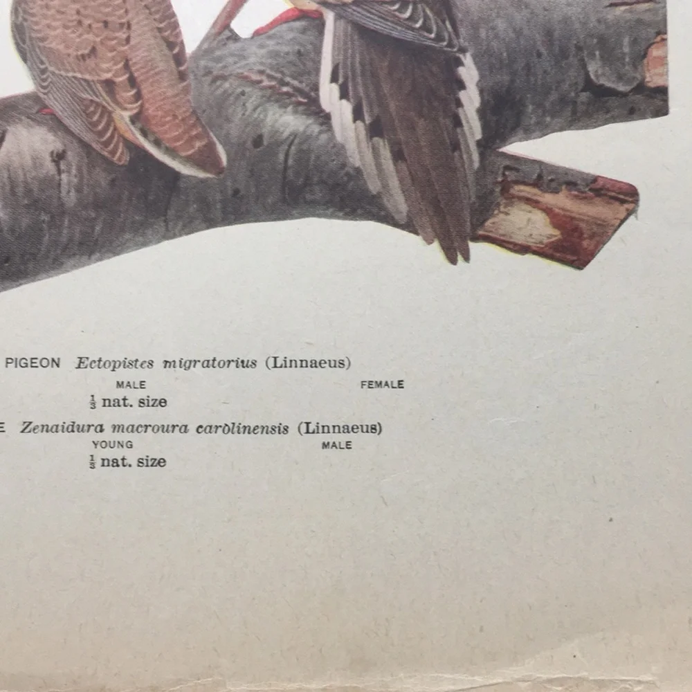 1913 Antique Ornithological Bird Print Original dove
